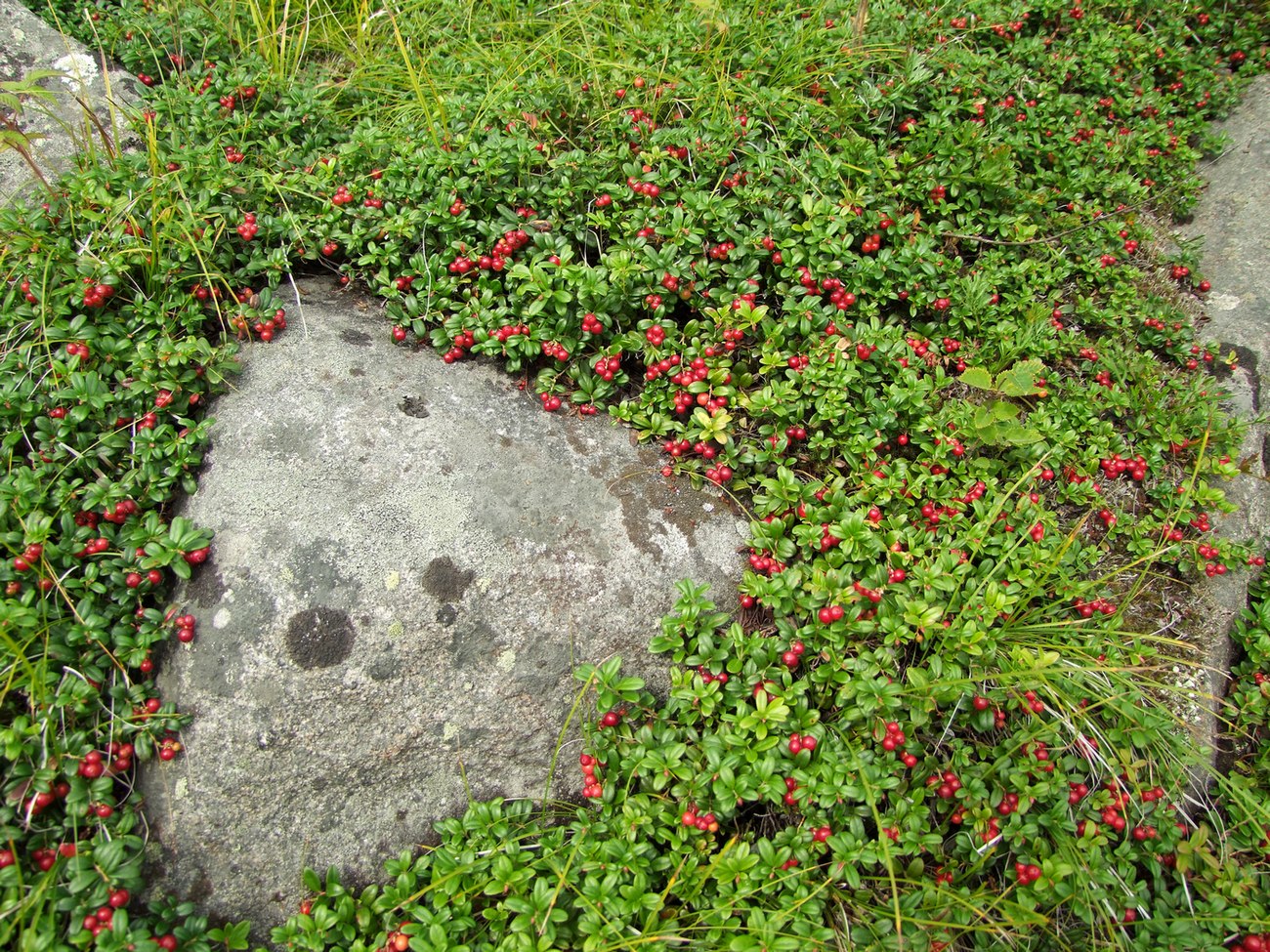 Image of Vaccinium vitis-idaea specimen.