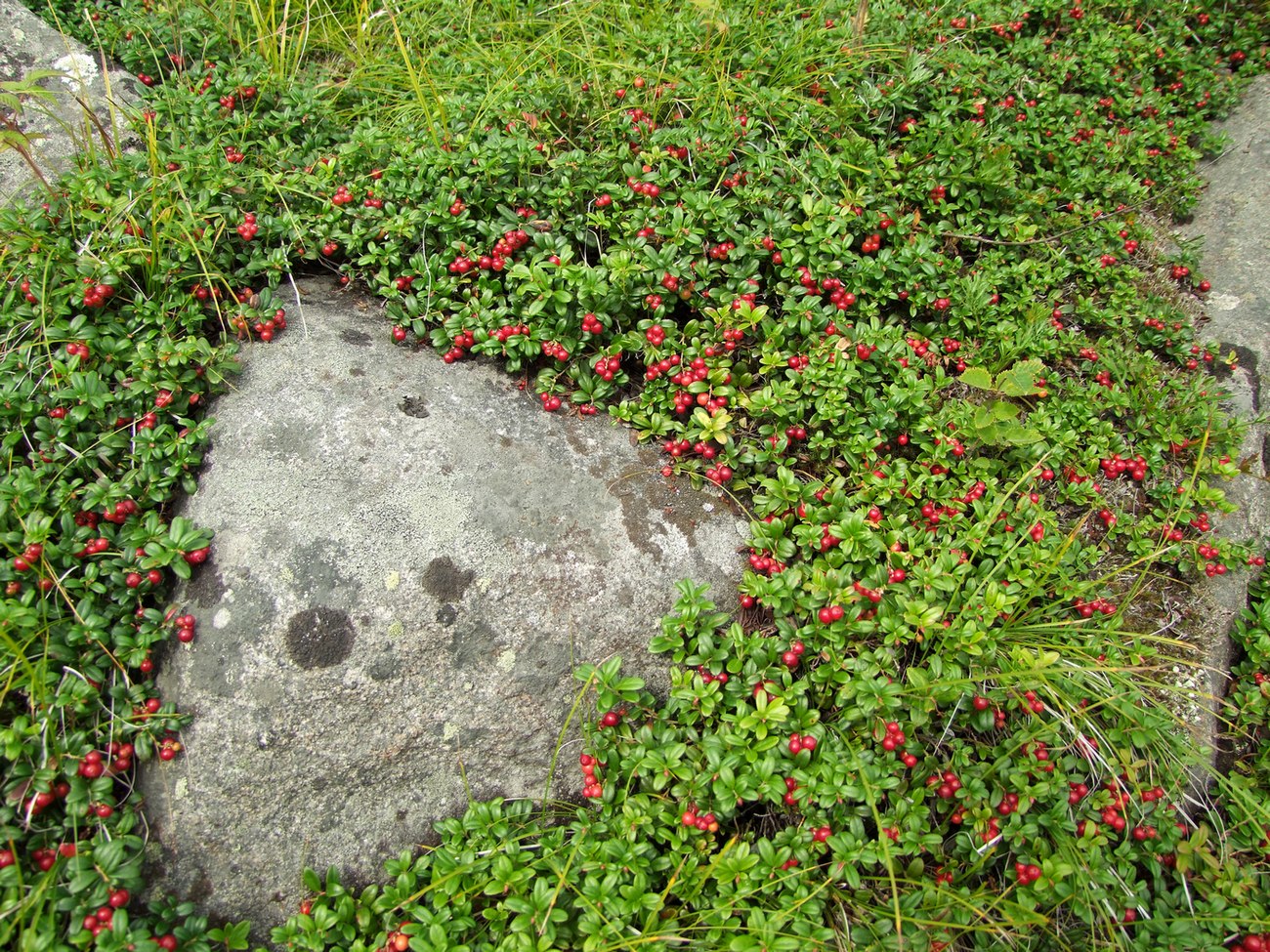 Изображение особи Vaccinium vitis-idaea.