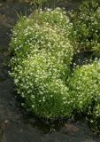 Stellaria crassifolia