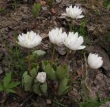 Sanguinaria canadensis