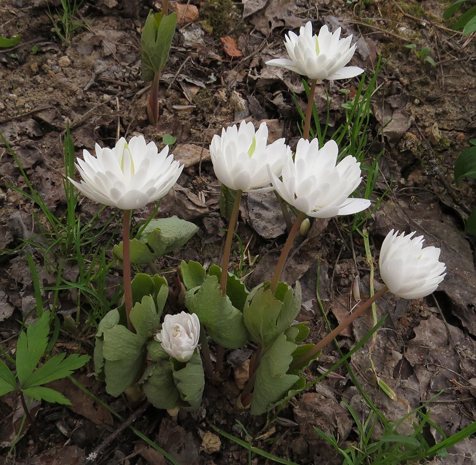 Изображение особи Sanguinaria canadensis.