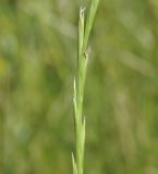 Lolium loliaceum