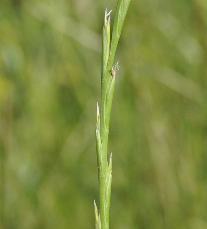 Image of Lolium loliaceum specimen.