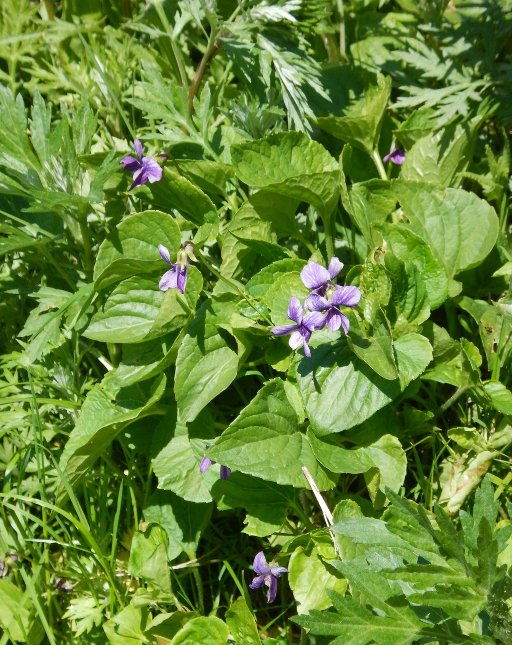 Image of Viola kamtschadalorum specimen.