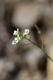Capsella bursa-pastoris