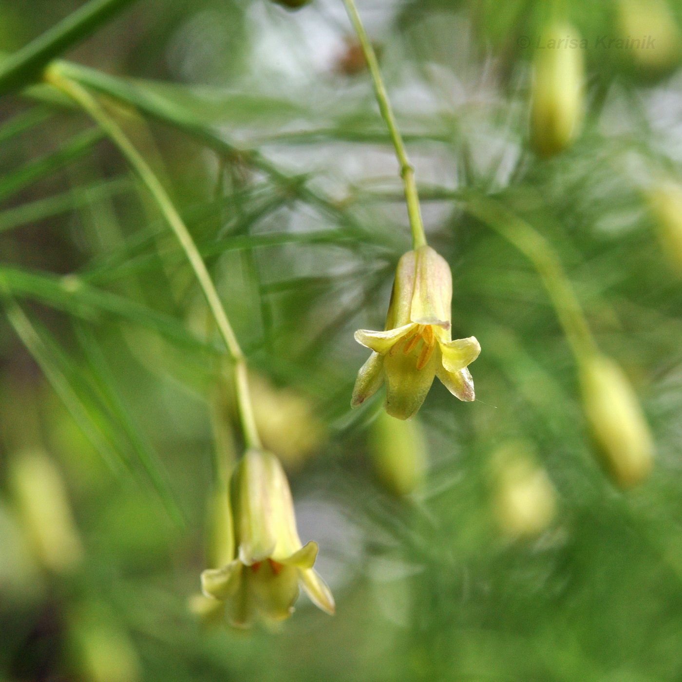 Image of Asparagus oligoclonos specimen.