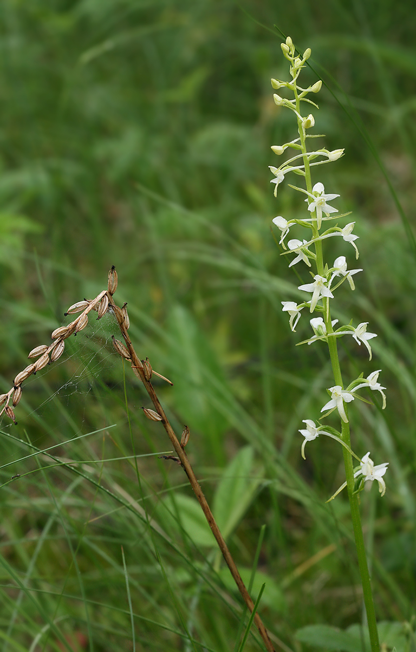 Image of Platanthera bifolia specimen.