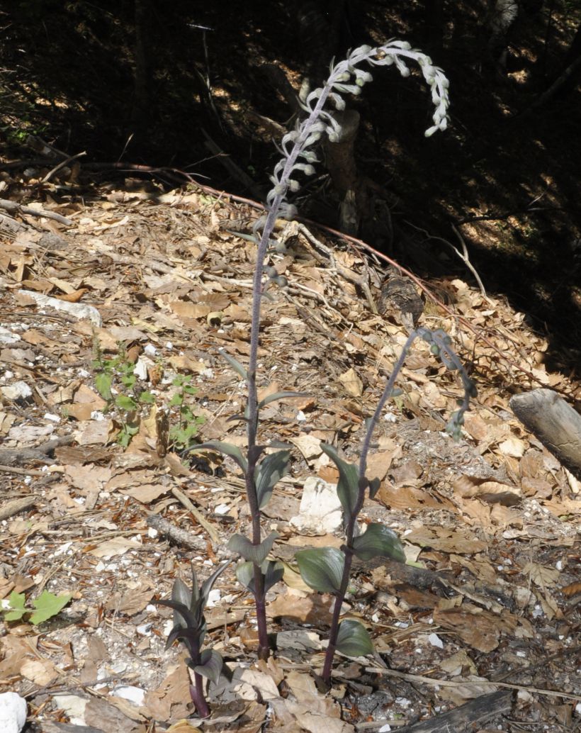 Image of Epipactis atrorubens ssp. subclausa specimen.