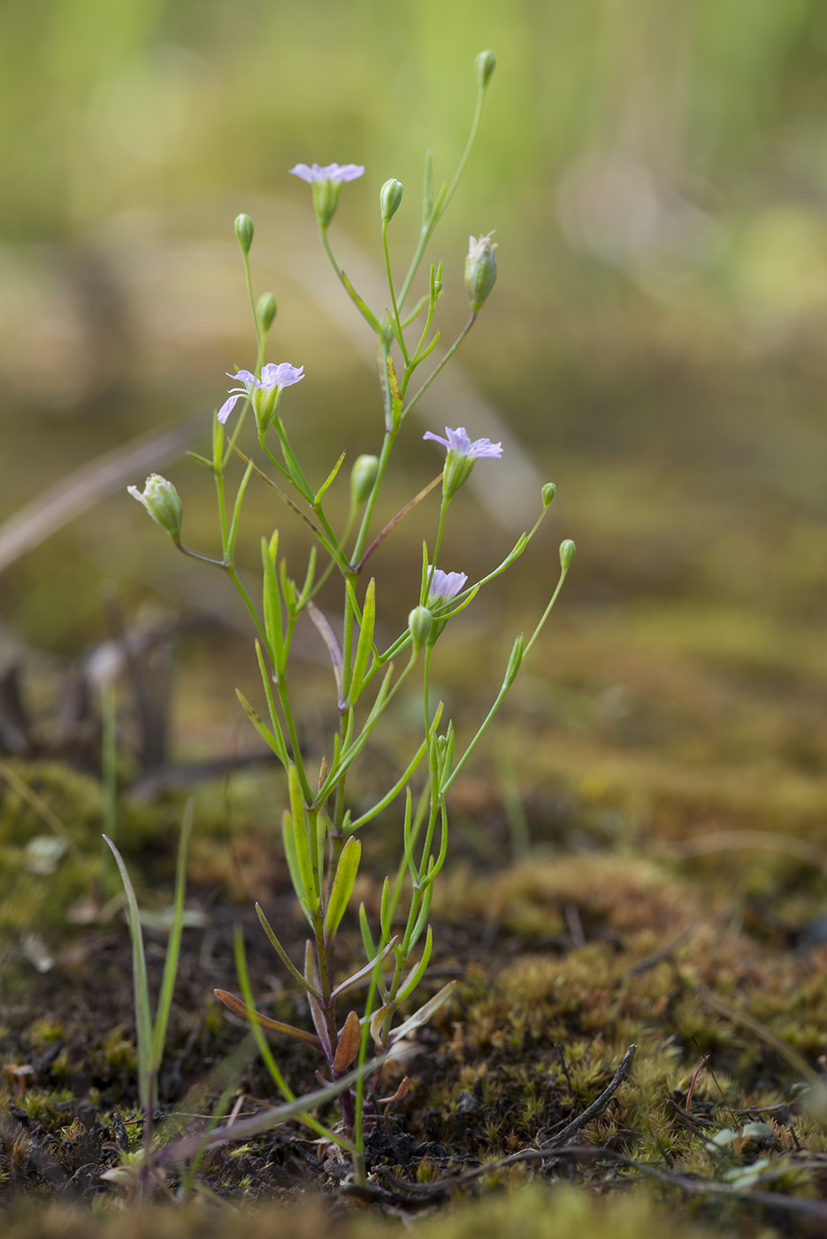 Изображение особи Psammophiliella muralis.