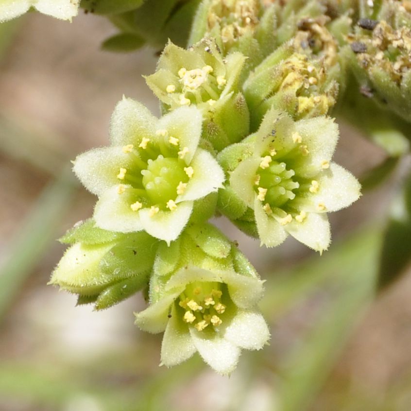 Image of Jovibarba heuffelii specimen.