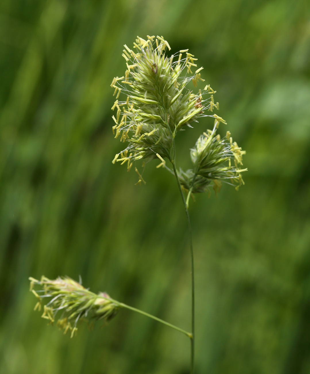 Изображение особи Dactylis glomerata.