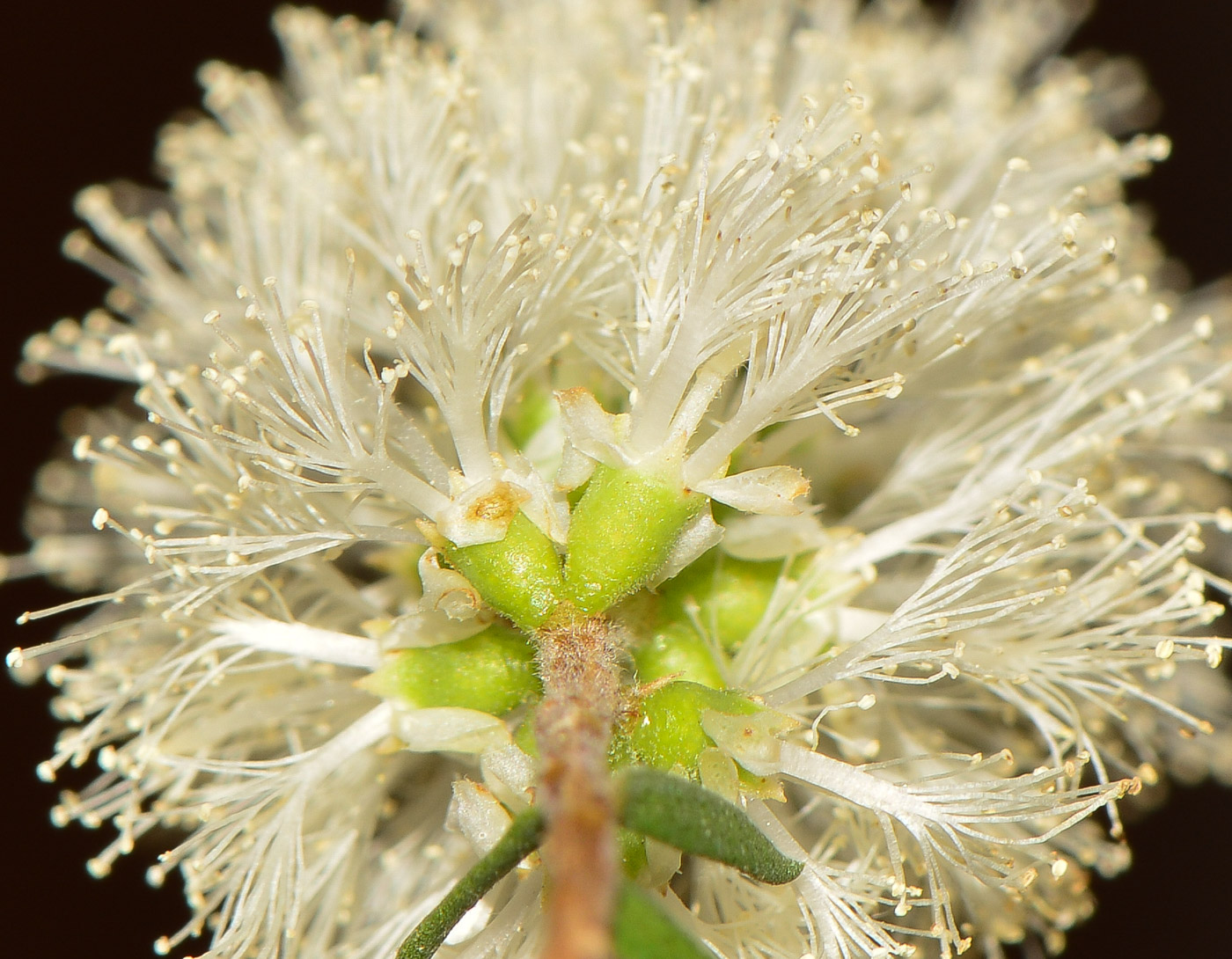 Изображение особи Melaleuca halmaturorum.