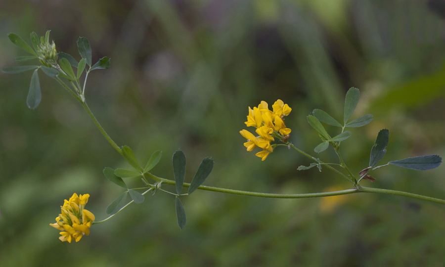 Изображение особи Medicago falcata.