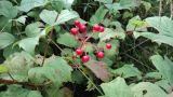 Viburnum opulus