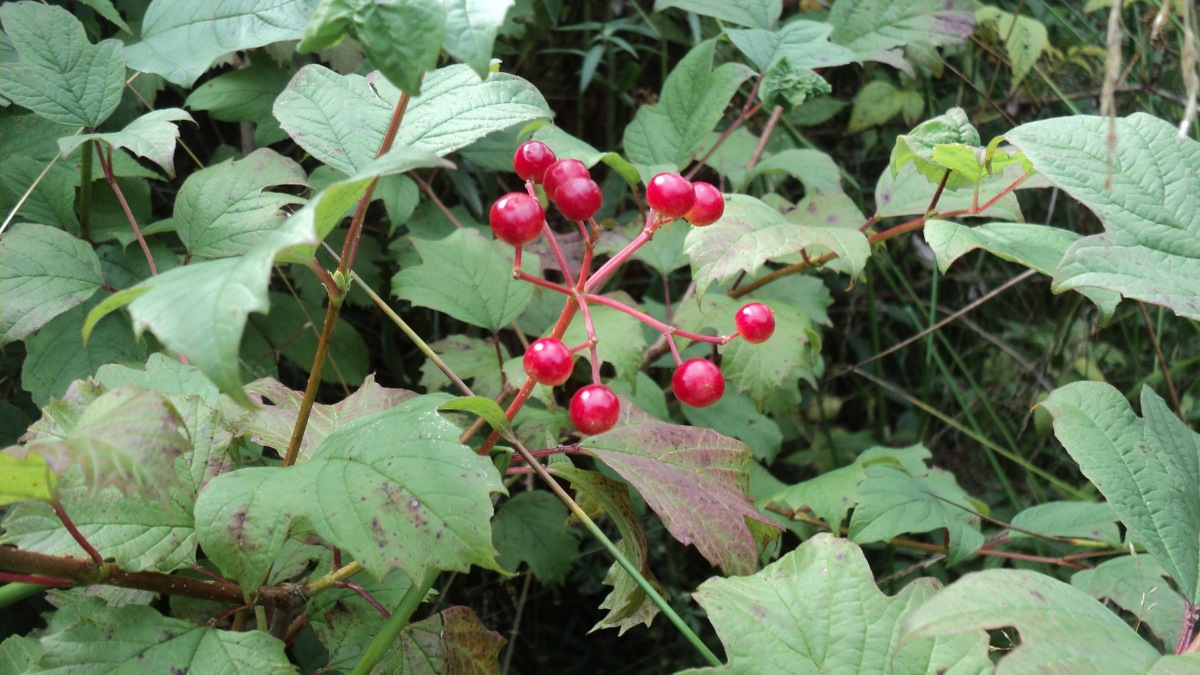 Image of Viburnum opulus specimen.