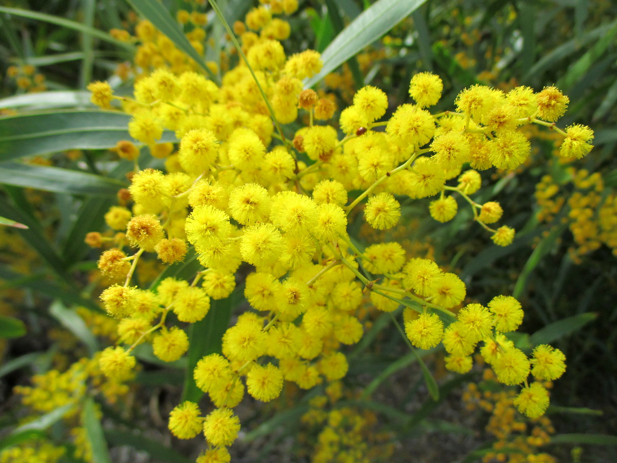 Изображение особи Acacia macradenia.
