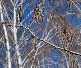 Populus tremula