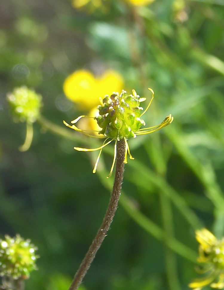 Image of Ranunculus oreophilus specimen.