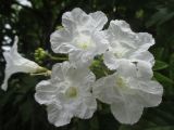 Cordia superba