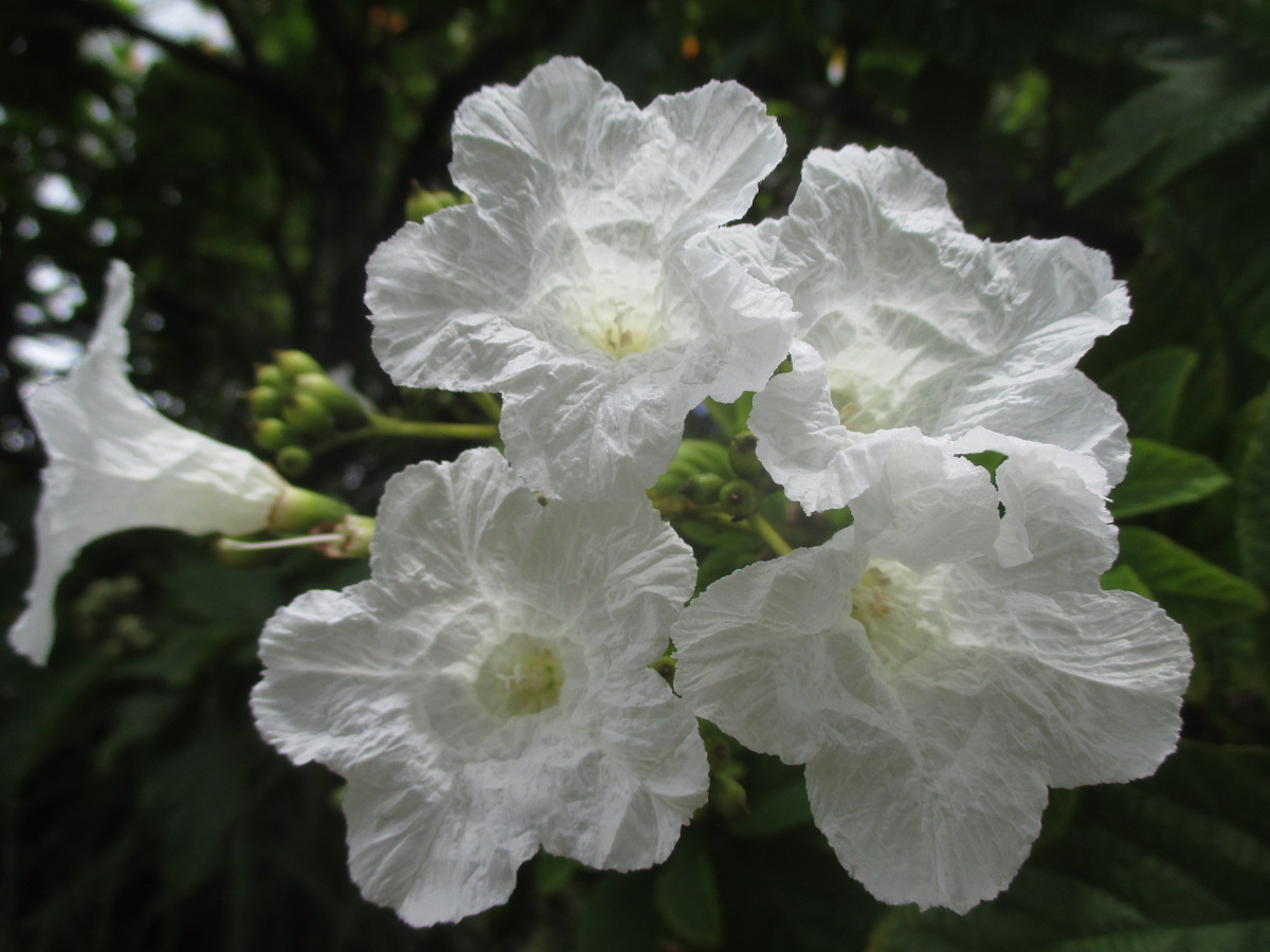 Image of Cordia superba specimen.