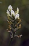 Astragalus cicer