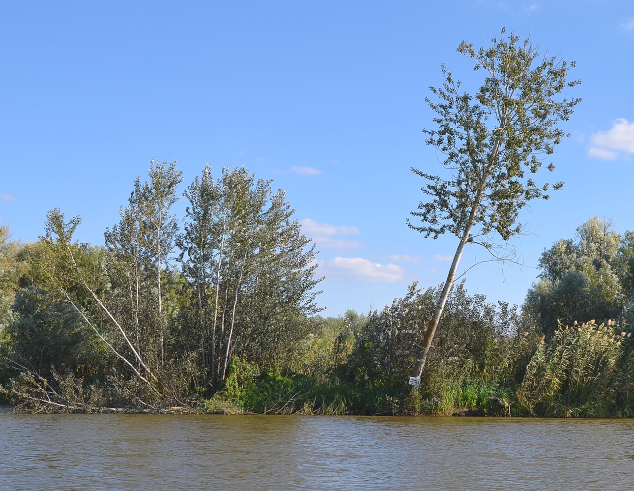 Image of Populus alba specimen.