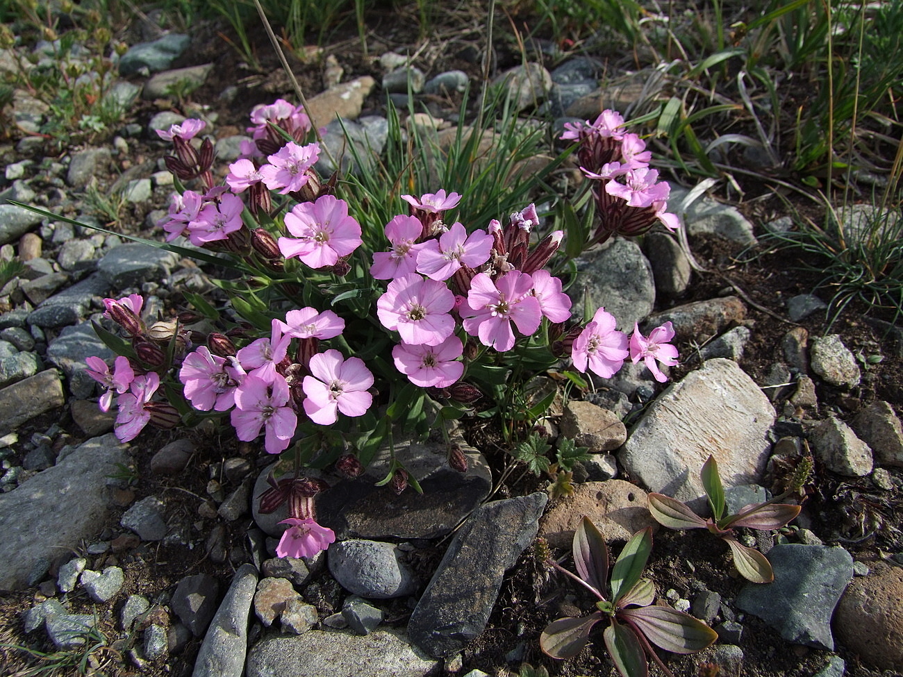 Изображение особи Lychnis ajanensis.