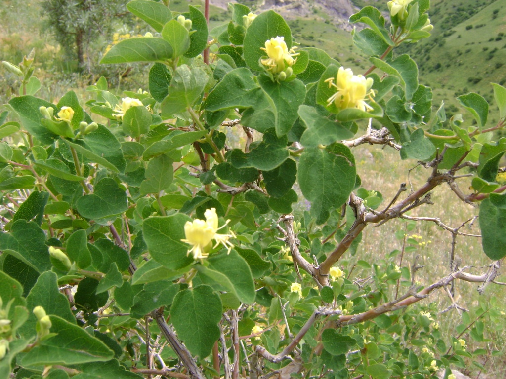 Image of Lonicera iberica specimen.