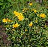 Inula britannica