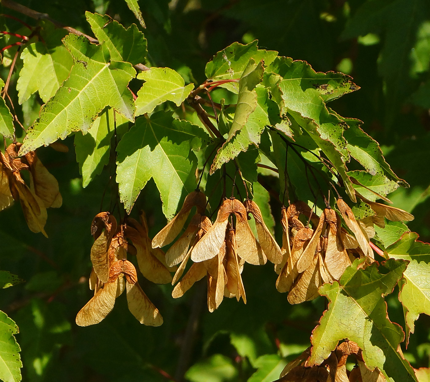 Image of Acer ginnala specimen.