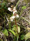 Pyrola grandiflora