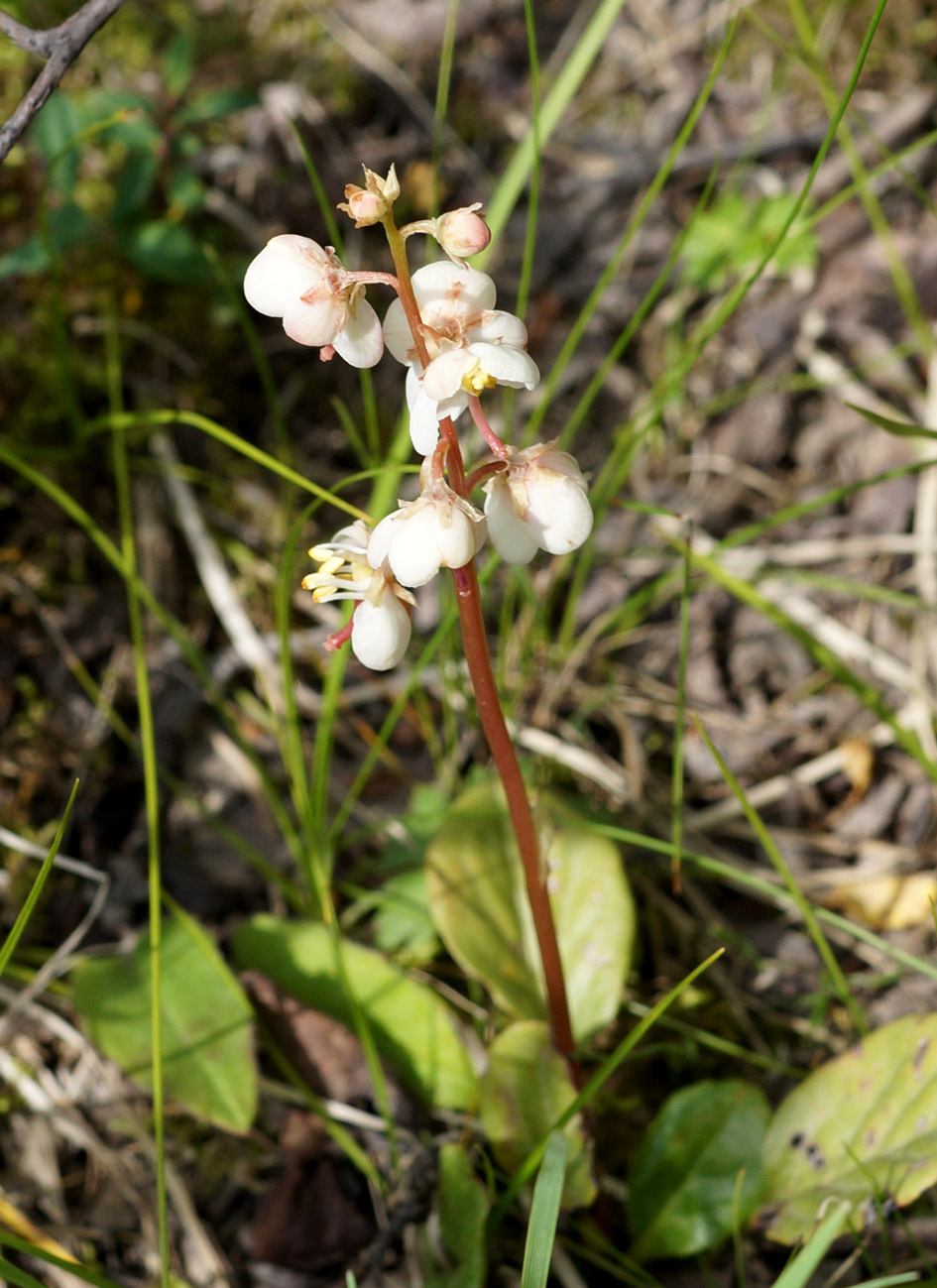 Image of Pyrola grandiflora specimen.