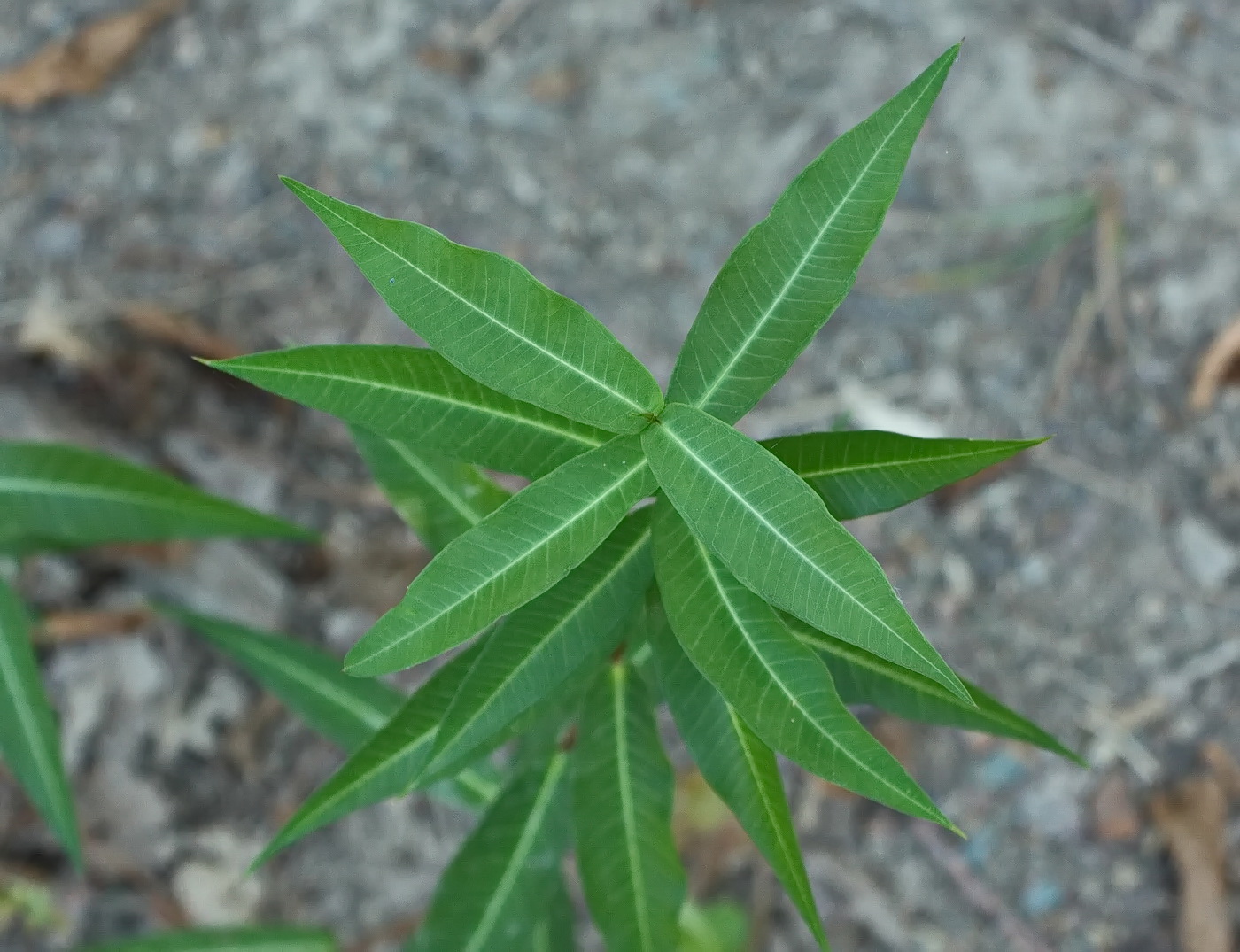 Изображение особи семейство Asclepiadaceae.