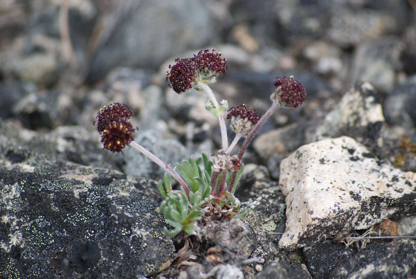 Image of Artemisia globularia specimen.