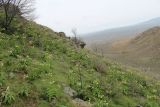 Fritillaria raddeana