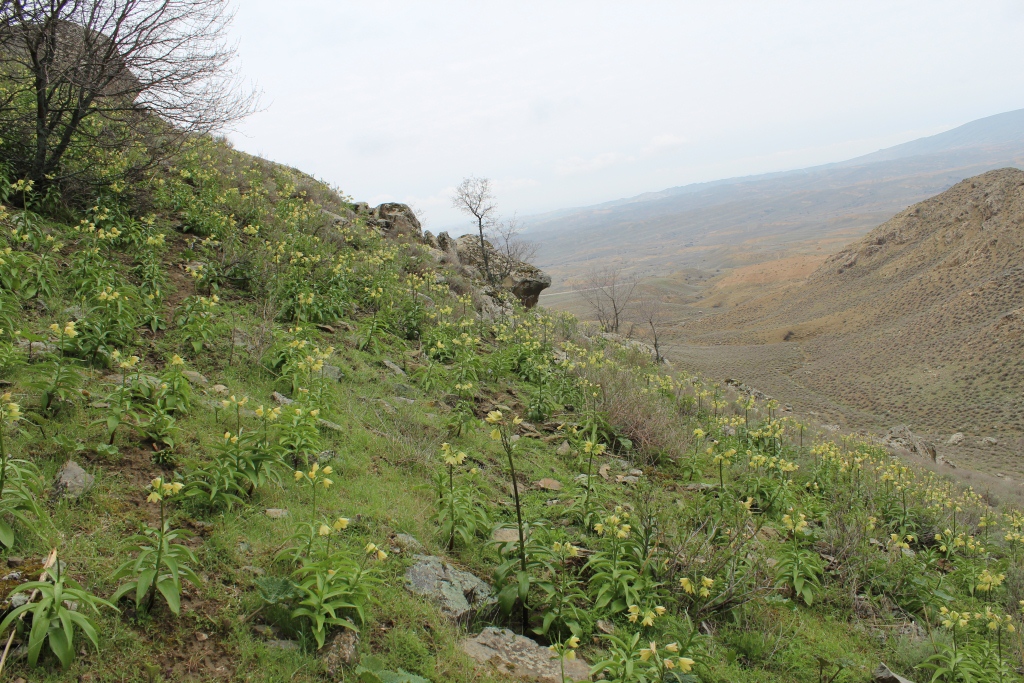 Image of Fritillaria raddeana specimen.