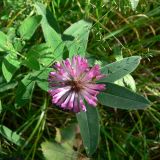 Trifolium medium. Верхушка цветущего растения. Свердловская обл., окр. г. Североуральск, разнотравная дорога в сосново-елово-лиственничном лесу. 11.08.2017.