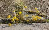 Taraxacum bessarabicum. Цветущие растения. Краснодарский край, Черноморское побережье Кавказа, г. Новороссийск, окр. Суджукской лагуны, в расщелинах бетонных плит. 8 ноября 2016 г.