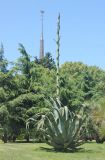 Agave americana