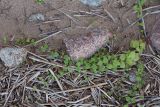 Myosoton aquaticum