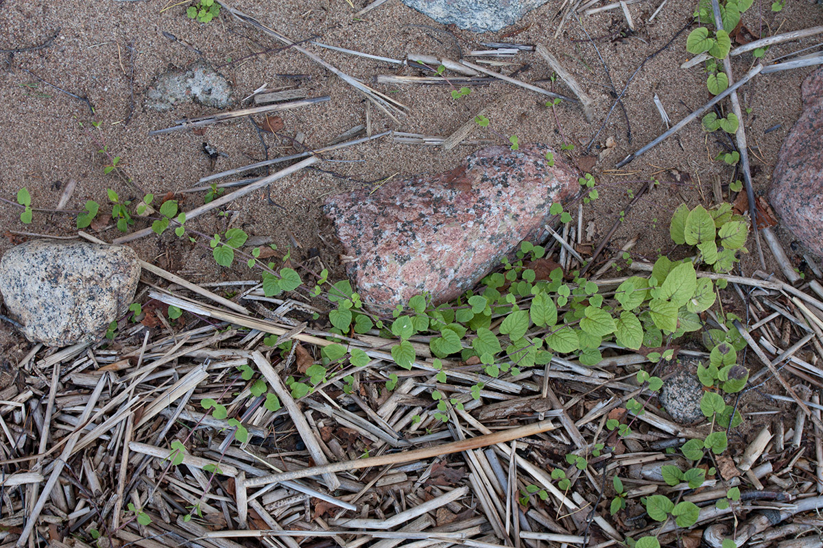 Image of Myosoton aquaticum specimen.