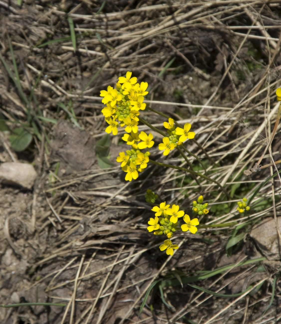 Изображение особи Draba sibirica.