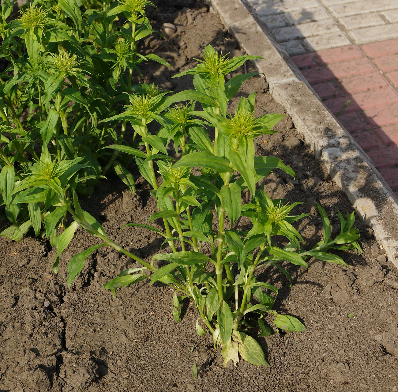 Изображение особи Dianthus barbatus.