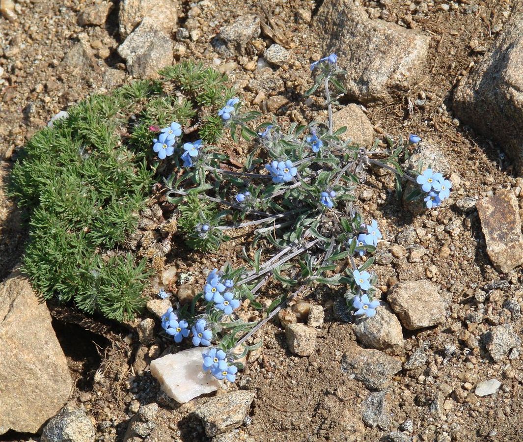 Изображение особи Amblynotus rupestris.