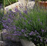 Lavandula angustifolia. Часть цветущих растений. Восточный Казахстан, г. Усть-Каменогорск, Архитектурно-ландшафтный музей-заповедник, в культуре. 25.08.2017.