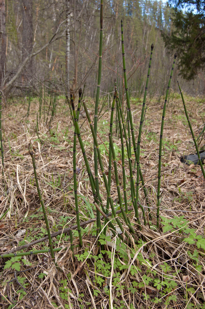 Изображение особи Equisetum hyemale.