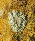 Lecanora muralis