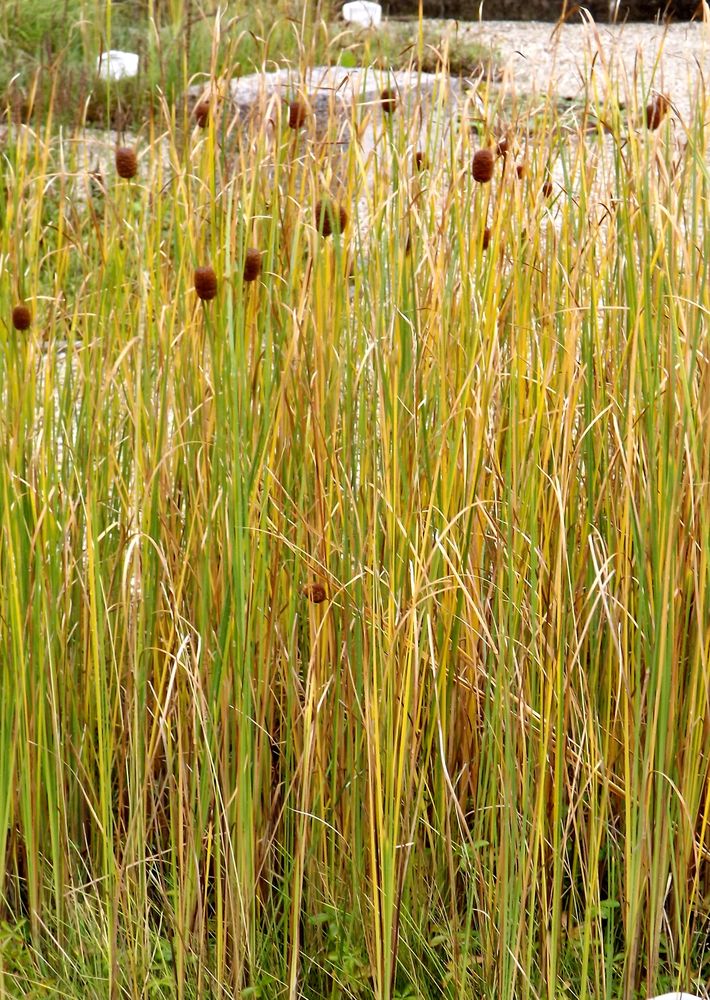 Изображение особи Typha minima.