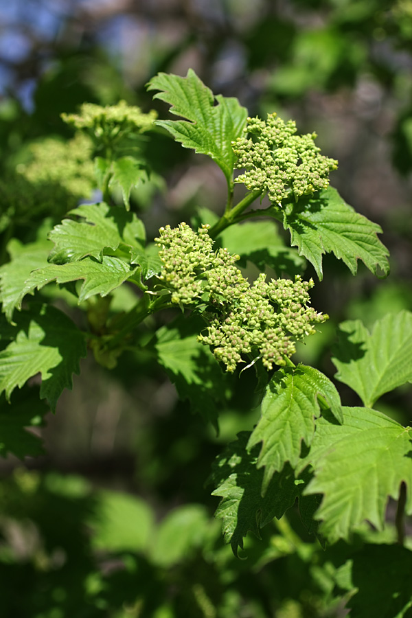 Image of Viburnum opulus specimen.