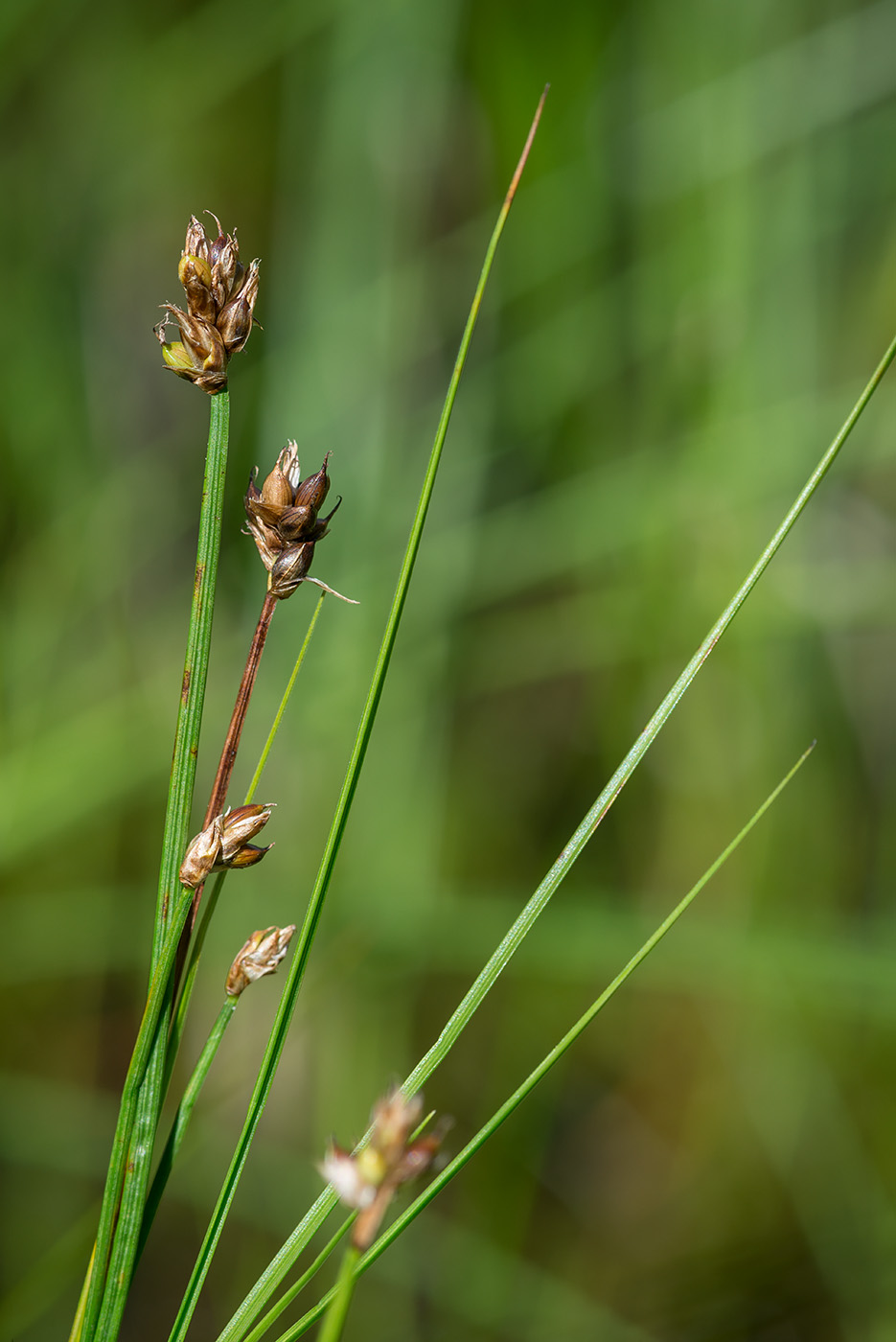 Image of Carex chordorrhiza specimen.